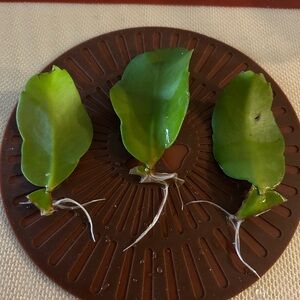 Queen of the Night- Epiphyllum Vibrant Green Plant Cuttings